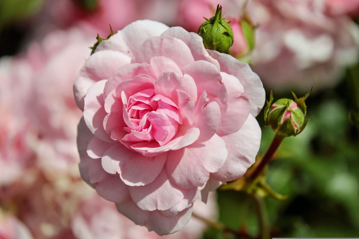 A pale pink rose in bloom
